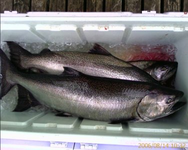 fish.jpg
