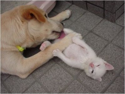 doglickpussyda6.jpg