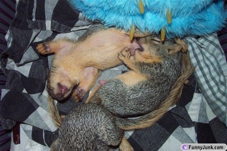 squirrels.jpg
