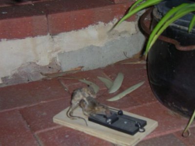 mouse1[1].jpg