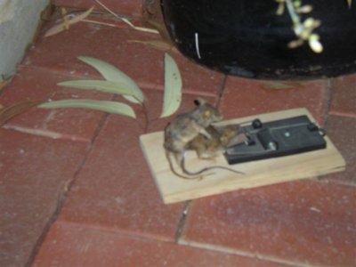 mouse2[2].jpg