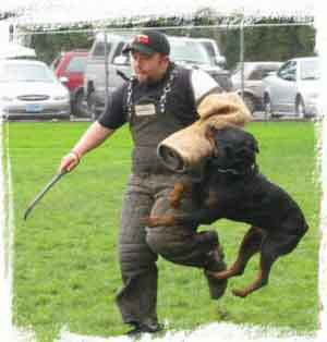 Rottie-mean.jpg