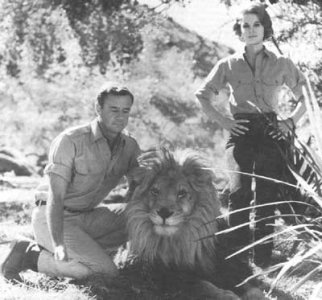 lion.jpg