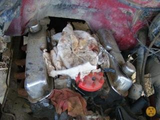 thum_4254836ca09027c3.jpg