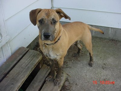 Muddog3.jpg