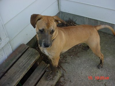 Muddog1.jpg