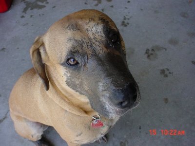 Muddog.jpg