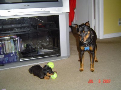 picresized_th_Baby_Max_010.jpg