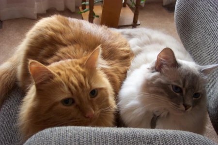 Misty & Thor (Aug 2008) 003.jpg