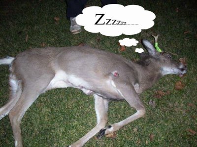 dead deer.jpg
