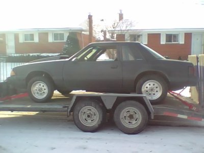 moostang.jpg
