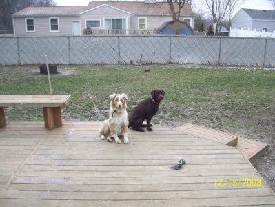 the dogs 048.jpg