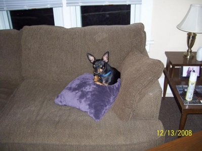 the dogs 046.jpg