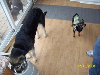 the dogs 050.jpg