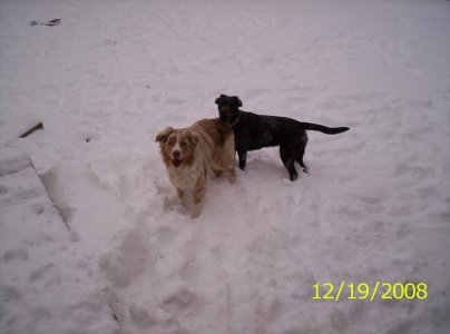 snowstorm2 001.JPG