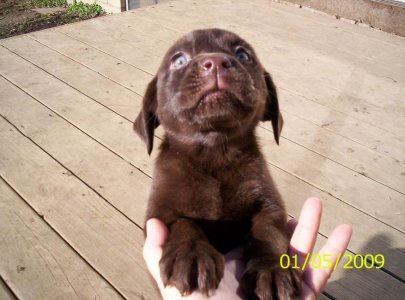 new puppy 004.jpg