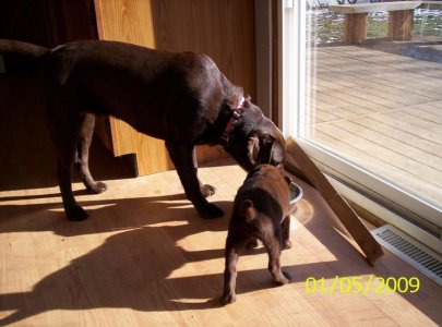 new puppy 012.jpg
