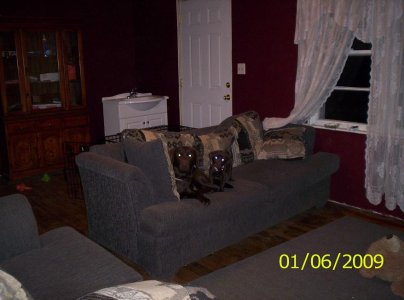 pup pics 001.JPG