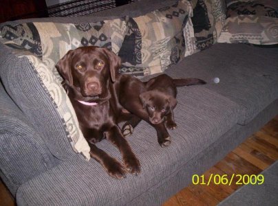 pup pics 003.jpg