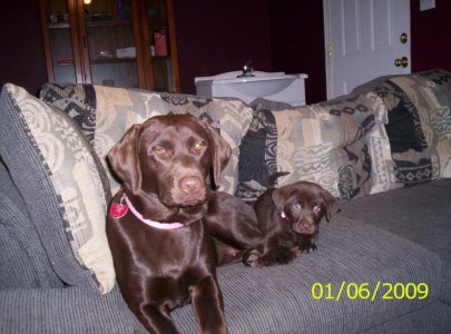 pup pics 004.jpg