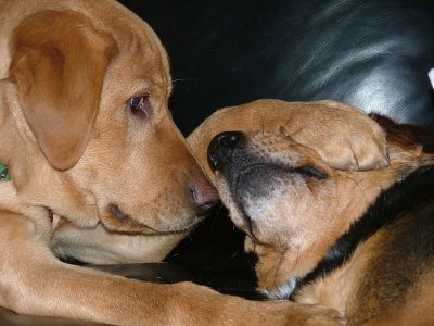 dogs 009 [800x600].JPG