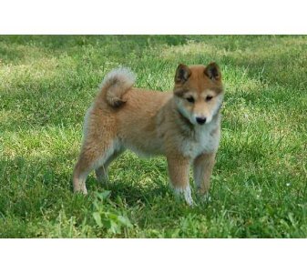 shiba%20inu.jpg