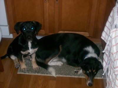 Xena and Lily Dec 017.jpg