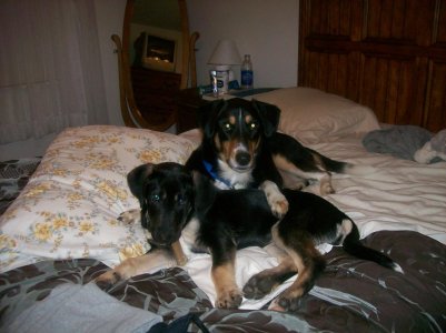 Xena and Lily Dec 037.jpg