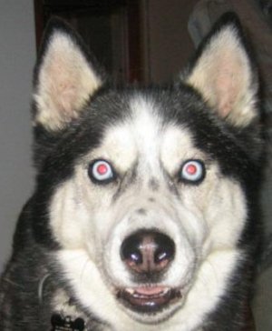 shocked dog.jpg