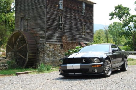 shelby.jpg