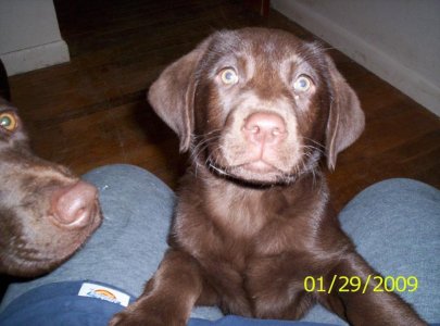 pups5 002.jpg