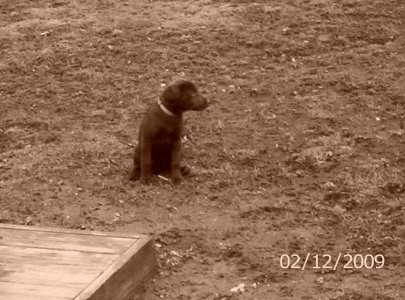 sepia pups 004.jpg