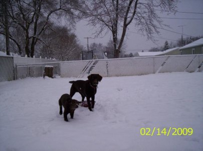 snow again 002.jpg