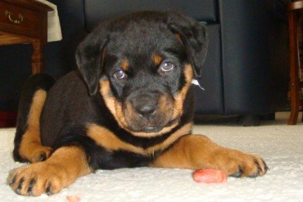 puppy 1.jpg
