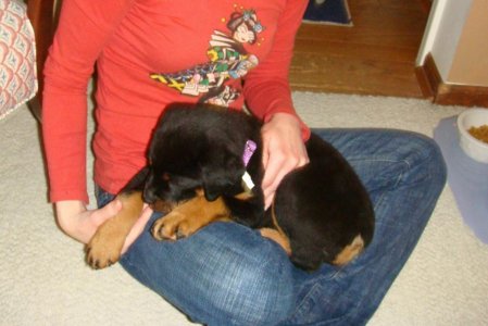 puppy 2.jpg