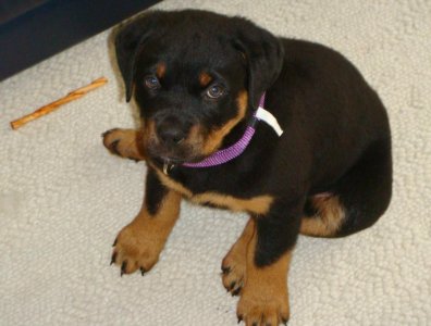 puppy 4.jpg