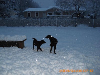 spring snow 005.jpg
