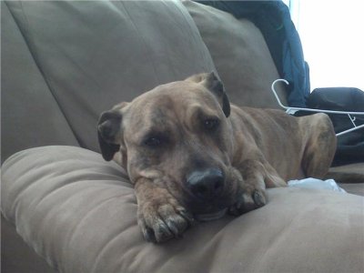 Bella on the couch.jpg