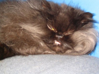 coronet 033.jpg