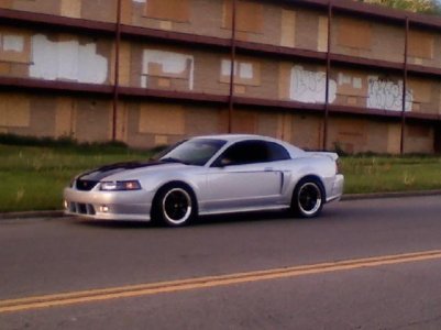stang.jpg