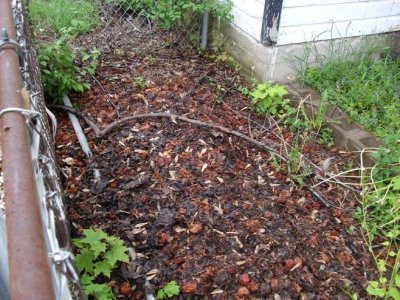 neighbors messy backyard 001.jpg