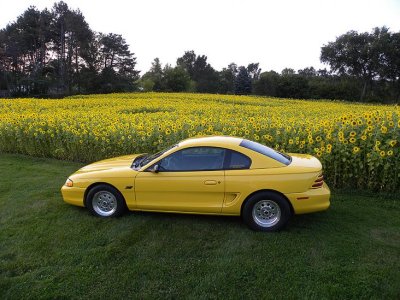 WHOLE LOTTA YELLOW 1.jpg