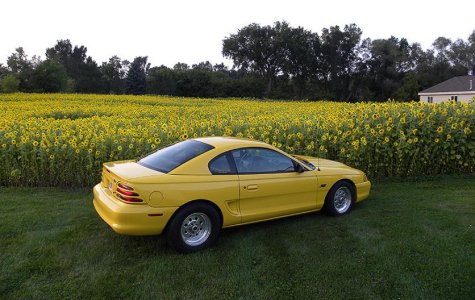 WHOLE LOTTA YELLOW 2.jpg