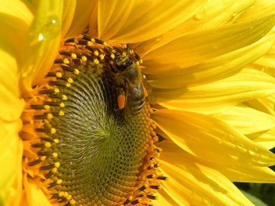 BEE WORK.jpg