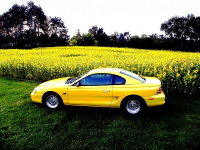 I like yellow.jpg