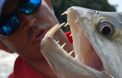 4255_vampire-fish-05_04700300.JPG