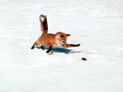 Chasing-A-Snack-Red-Fox.jpg