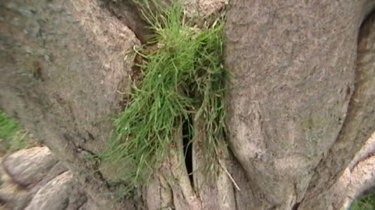 tree2.jpg