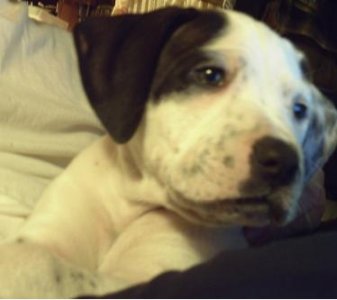 Pup.JPG