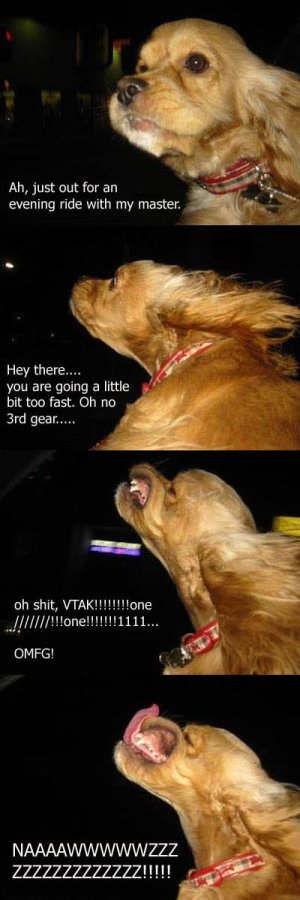 vtecdog.jpg